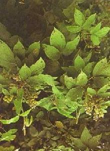 Flemingia macrophylla showing foliage and flowers. (Tropical Forage Legumes, FAO, 1988) (www.ecoport.org) Leaves digitately trifoliate; stipules lanceolate, 1-1.