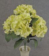 "bouquet style" ranunculus white