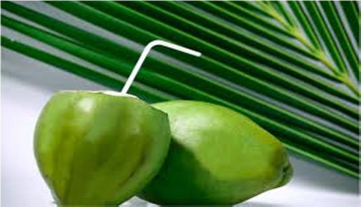 Tender Coconut Water (TCW) Healing property Good for feeding infants Reduction in body weight