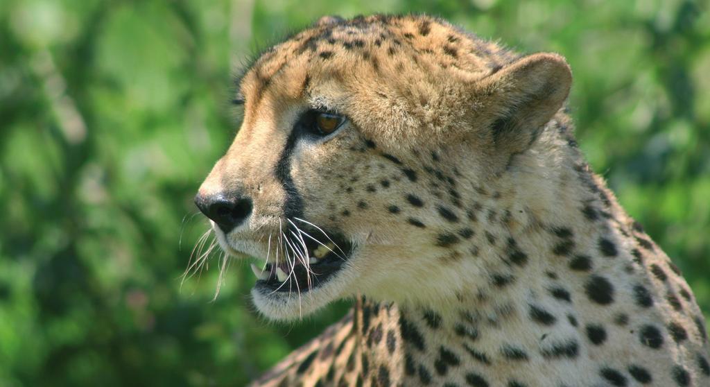 Cheetah genetics: Samples taken from 1000-year-old specimens of bones kept in the Bavarian State Collections helped clarify relationships between modern cheetahs.