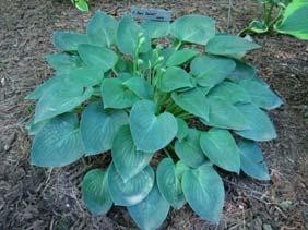 Size Giant (32 ht x 70 w) Parent hybrid of two seedlings This fantastic cultivar is everyone s favorite large blue hosta.