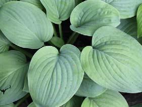 Tardiana hybrid (TF 2 x 2) Small deep blue-green heart-shaped leaves are deeply cupped and corrugated with thick substance.