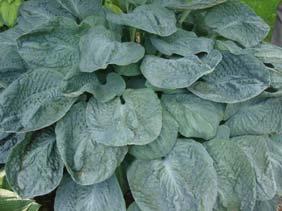 2008 Hosta of the Year. Size Large (24 ht x 54 w) Parent sport of Ambrosia Finally, a fragrant blue hosta!