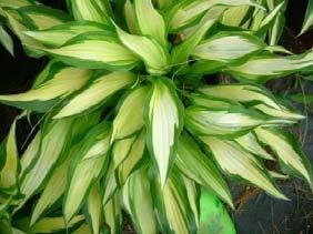 Near white flowers in early summer. 2017 Hosta of the Year.