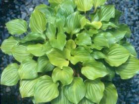 Pointed leaves are shiny, very wavy and have wonderful substance.