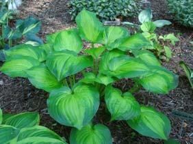 near white. Vigorous. The scape is deep purple, topped with lavender flowers in mid to late summer. 2016 Hosta of the Year.