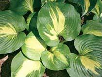 sport of plantaginea The world s largest hosta flower is simply spectacular in bloom!