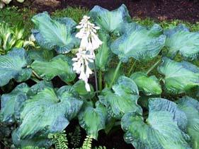 Pale lavender flowers in mid-summer. Fast growing. A must for every hosta collection.
