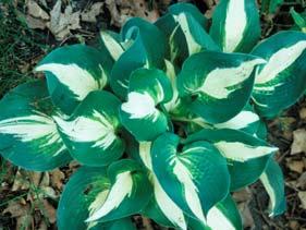 Size Med (18 ht x 43 w) Parent Tardiana hybrid (TF 1 x 7) This classic blue hosta with its spear-shaped foliage has become everyone s favorite