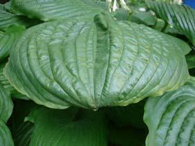 Rapid growing plant with large and wavy light to medium green foliage.
