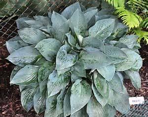 green foliage that is rippled and serrated. Forms a dense mound with excellent vigor. Lavender flowers. Stand back - it may bite!