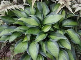 leaves bordered by a blue and green shaded margin. The light green center will bleach to creamy-white in bright light.