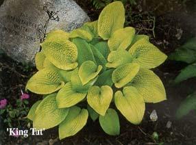 Size Mini (6 ht x 20 w) Parent sport of venusta A beautiful mini hosta for the rock garden or in a trough or container.