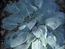 Size Mini (7 ht x 15 w) This vigorous new yellow miniature hosta is the perfect size for troughs and fairy gardens.