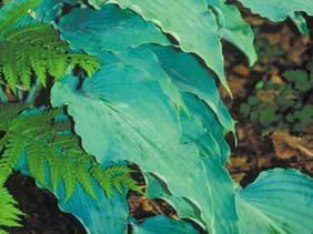 yingeri x Dorset Blue Intense blue-green color on nicely corrugated foliage. Good substance.