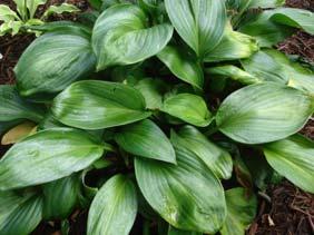 Size Large (28 ht x 74 w) Parent sport of sieboldiana Elegans A must have for the collector of large hostas.