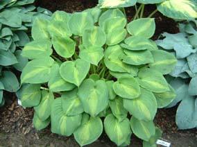 Size Med (15 ht x 36 w) Parent sport of Glory Golden heart shaped leaves edged with an uneven dark green edge.