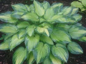 crisp and striking. Good sun tolerance. Lavender flowers in mid-summer. Really stands out in a crowd. 1997 Hosta of the Year.