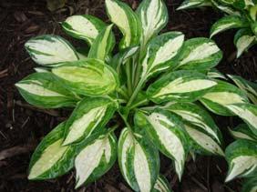 True Blue A spectacular hosta with gold heart-shaped leaves bordered by a dark blue-green margin.