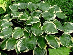 variegated foliage. Shiny dark green leaves with a creamy white margin. Pale purple flowers on rich burgundy red scapes in August.