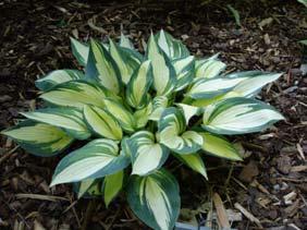 2003 Hosta of the Year. Size Mini (6 ht x 17 w) Parent Gold Regal x Shining Tot Forms a neat compact mound of rounded gold foliage.