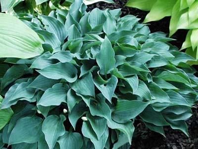 One of the darkest green hostas ever introduced. Purple flowers in July.
