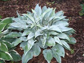 Elf''. The 1 by 5 long leaves form a dense clump of wavy, blue-green foliage.