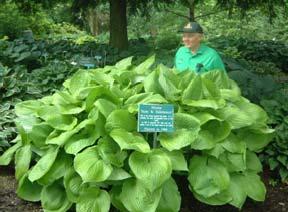 Good growth rate and substance. Size Giant (31 ht x 70 w) The largest of all hosta cultivars.