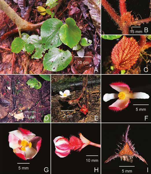 Calcarea group of Begonia from Borneo 249 Fig. 5. Begonia rubrotepala S.Julia. A. Habit. B. Stipule. C. Young leaf. D, E. Inflorescence. F. Male flower. G, H. Female flower. I. Cross section of ovary.