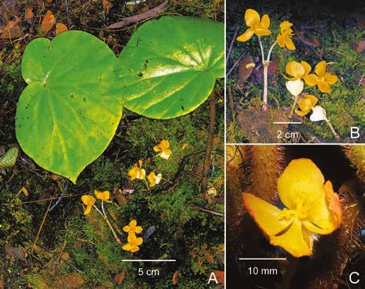 Calcarea group of Begonia from Borneo 251 Fig. 6. Begonia sabahensis Kiew & J.H.Tan. A. Habit and inflorescence. B. Male and female inflorescence. C. Female flower.