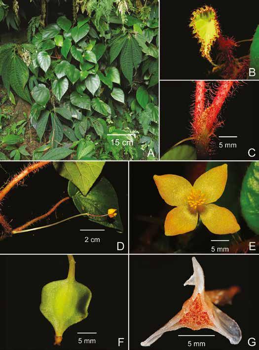 Calcarea group of Begonia from Borneo 245 Fig. 3. Begonia kanaensis Kiew & C.Y.Ling. A. Habit. B. Young leaf. C. Stipule. D.