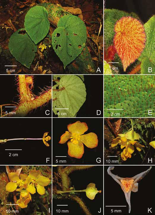 Calcarea group of Begonia from Borneo 247 Fig. 4. Begonia lingiae S.Julia & Kiew. A. Habit. B. Young leaf. C. Stipule. D. Under surface of leaf. E.