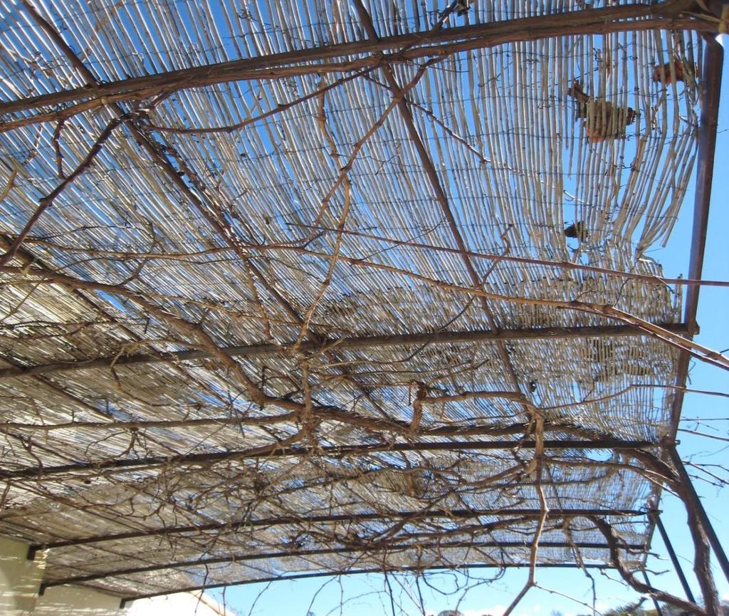 Training to an Overhead Arbor When pruning