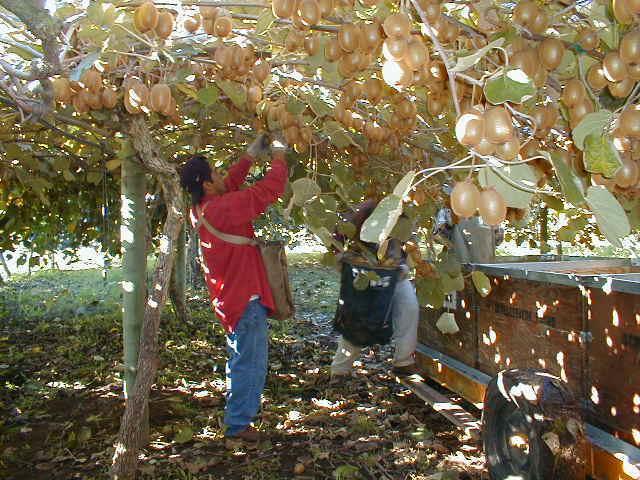 Proper Pruning and Training is Required for Fruit