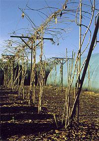 Annual winter pruning to remove 60% - 85% of the vine