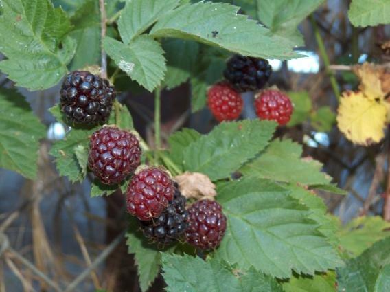 Thorns are fewer and larger than raspberry thorns and are very