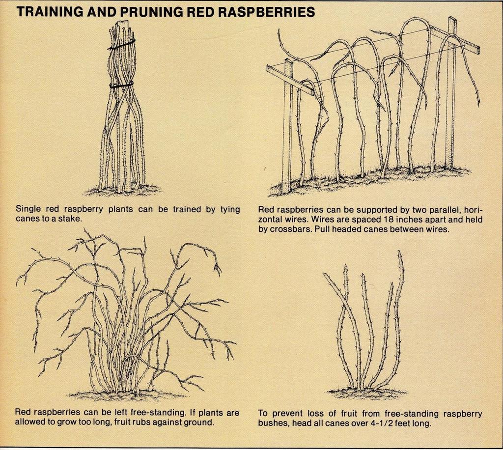 Primocane fruiting varieties bear fall fruit on current seasons growth. Cut all canes to the ground each winter.
