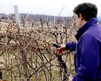 Grape Pruning An average of 80% 90 % of the