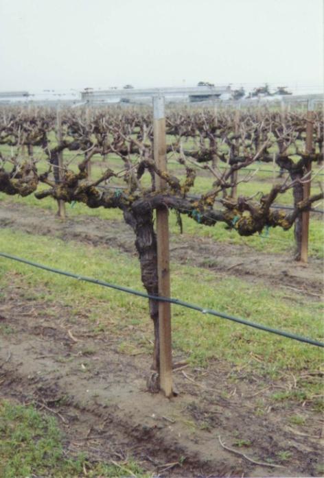 Grape Pruning There are