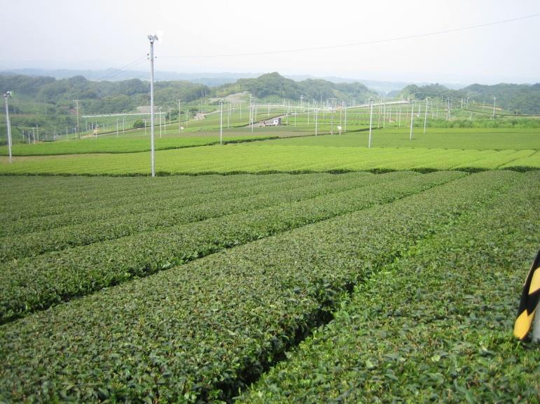 It may be defined as maximizing Theanine in tealeaves and harvest amount as well as softness of tealeaves (less fiber content). Theanine is highly correlated to the nitrogen content in tealeaves.