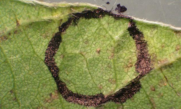 These findings represented the first report of soybean rust, caused by Phakopsora pachyrhii, in Virginia.
