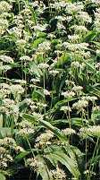 Description A herb, up to 15-50 cm, producing many tillers, with hollow, narrow leaves and indistinct leaves.