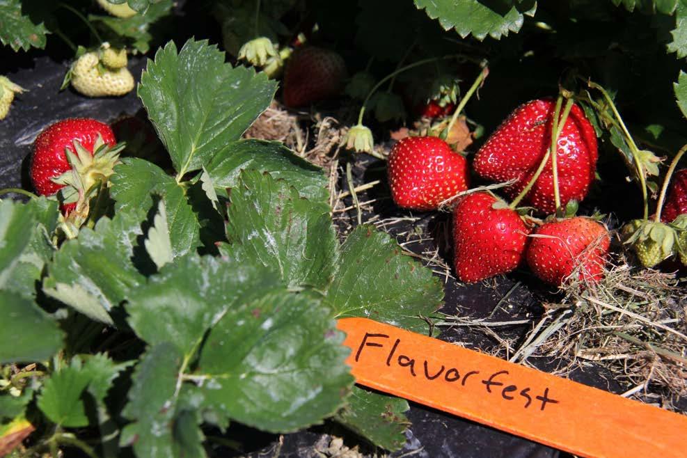 Flavorfest Good plant vigor. Fruits are attractive, bright red, with excellent flavor.