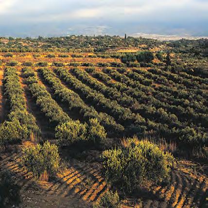 This method of production is totally natural and keeps faith with the most ancient traditions which have preserved the delicate aromas and flavours that olives derive from the sun and from the land