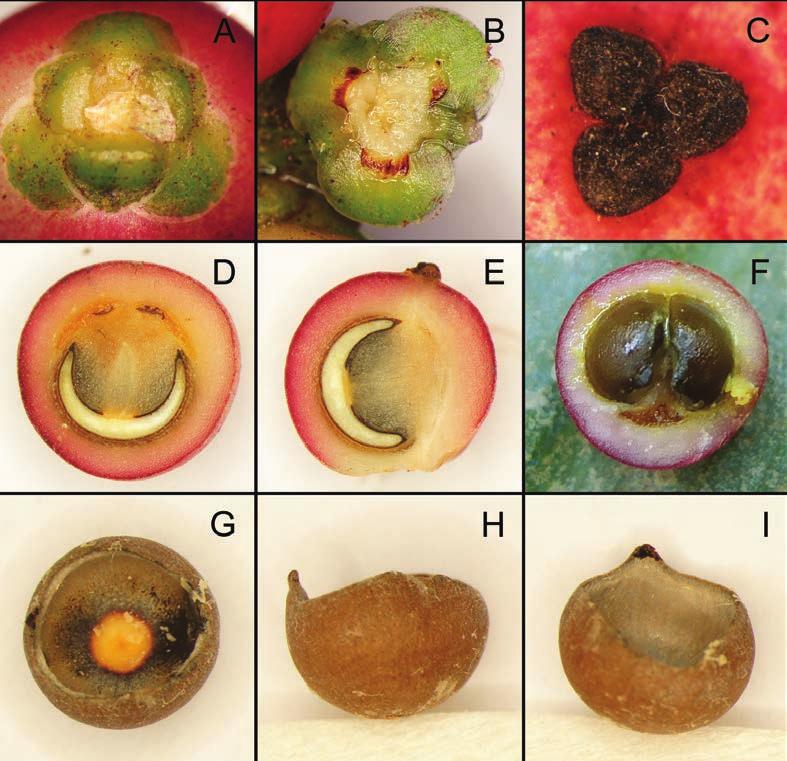 14 Gard. Bull. Singapore 67(1) 2015 Fig. 7. Hanguana rubinea Škorničk. & P.C.Boyce. A. Detail of tepals tightly clasping the base of the fruit. B. Detail of inner tepals, staminodes and staminodial scales.