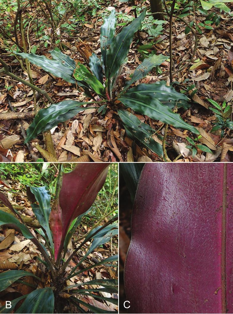 Hanguana in Singapore 21 Fig. 10. Hanguana corneri Škorničk. & P.C.Boyce. A. Habit. B. Base of the plant showing semi-ascending leafless stem. C.
