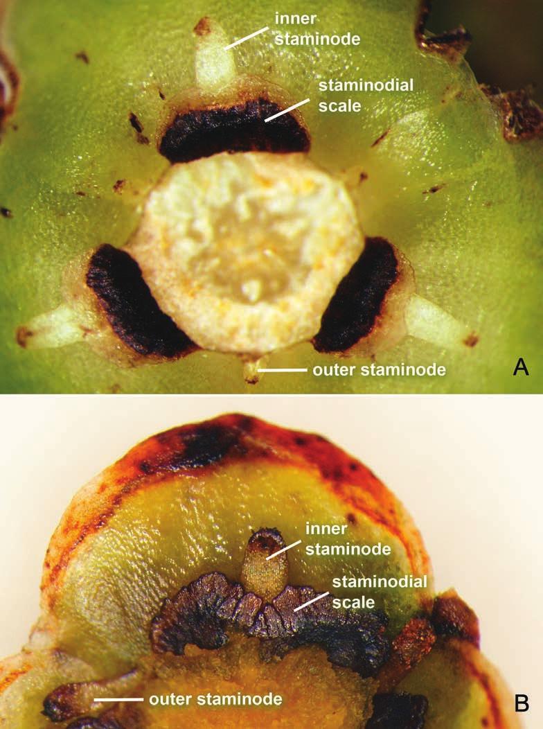 4 Gard. Bull. Singapore 67(1) 2015 Fig. 1. Detail of staminodial scales at the base of inner staminodes. A. Hanguana triangulata Škorničk. & P.C.Boyce.
