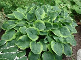Probably the most deeply cupped foliage of any hosta cultivar makes for a distinct and unique specimen.