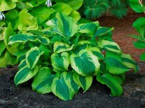 Ideal landscape hosta with rapid growth rate and sharp variegation pattern. Pale lavender blooms in mid-summer.