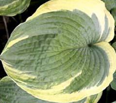 edged in creamy white. Pale lavender flowers in August. A vigorous and attractive hosta.